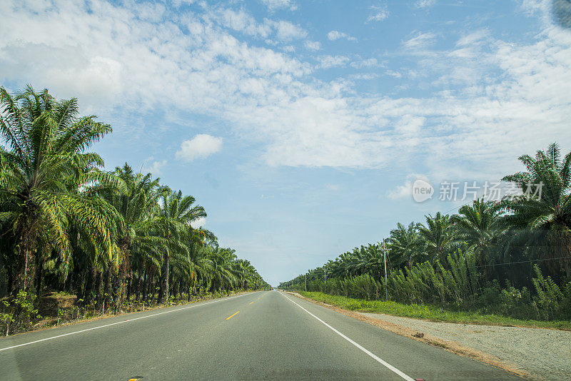 哥斯达黎加棕榈树中间的空旷道路