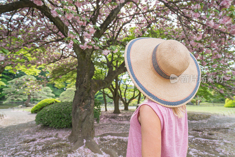 旅游女子在日本花园里，春天樱花盛开