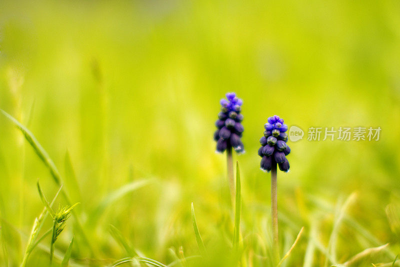 Grape-Hyacinth。