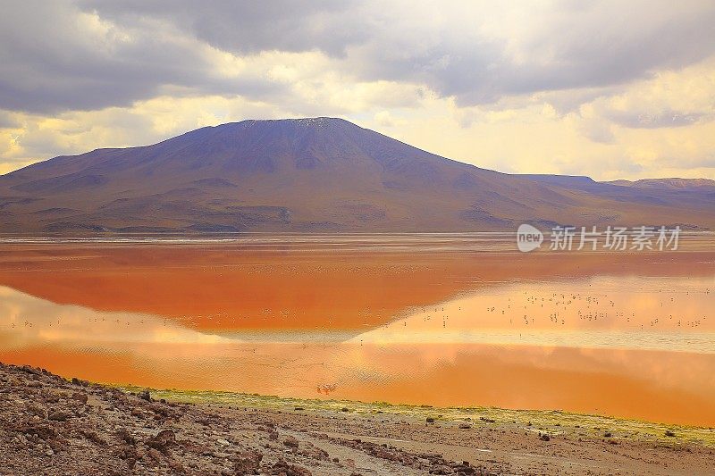 令人印象深刻的科罗拉多湖-红色的湖反射，安第斯火烈鸟和田园诗般的阿塔卡马高原沙漠，火山景观全景-波托西地区，玻利维亚安第斯，Bolívia