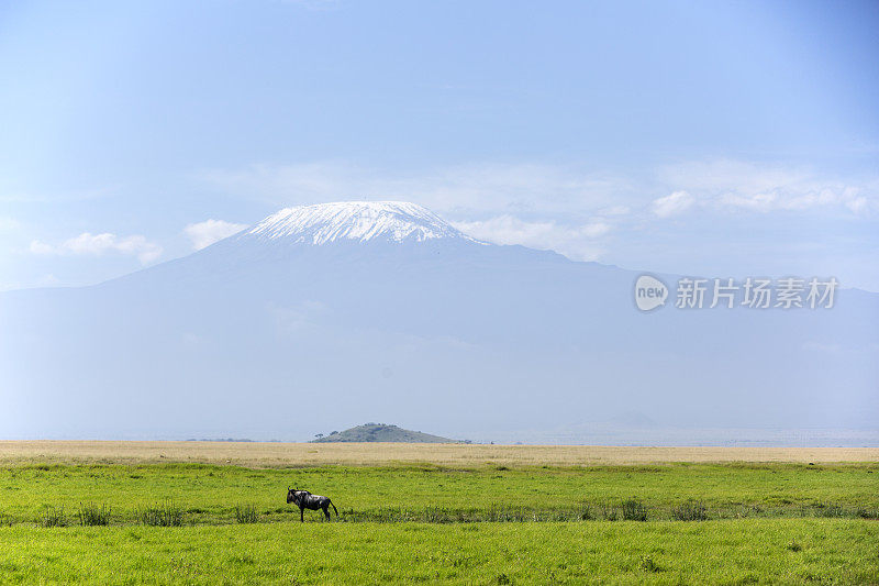 非洲风景与乞力马扎罗山和gnu。