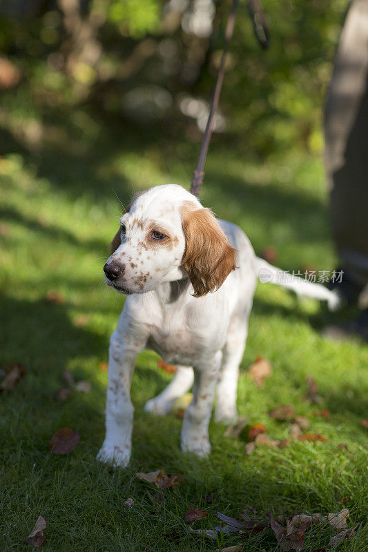 挪威奥斯陆花园里的英国塞特犬