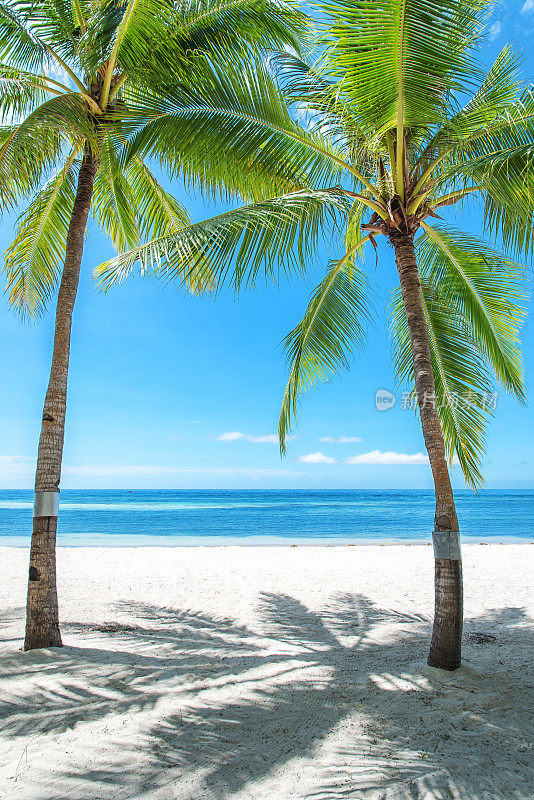 热带海滩棕榈树和大海