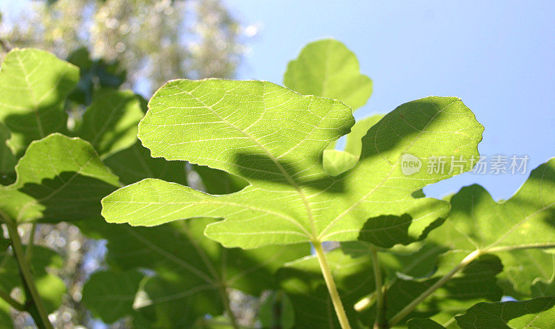 无花果树的叶子