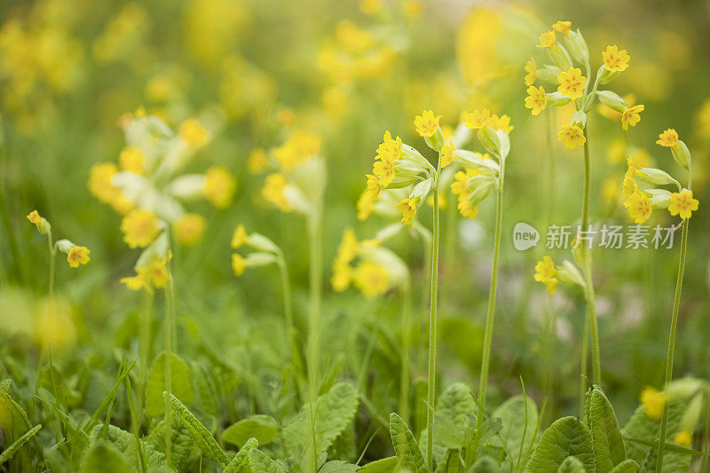 报春花