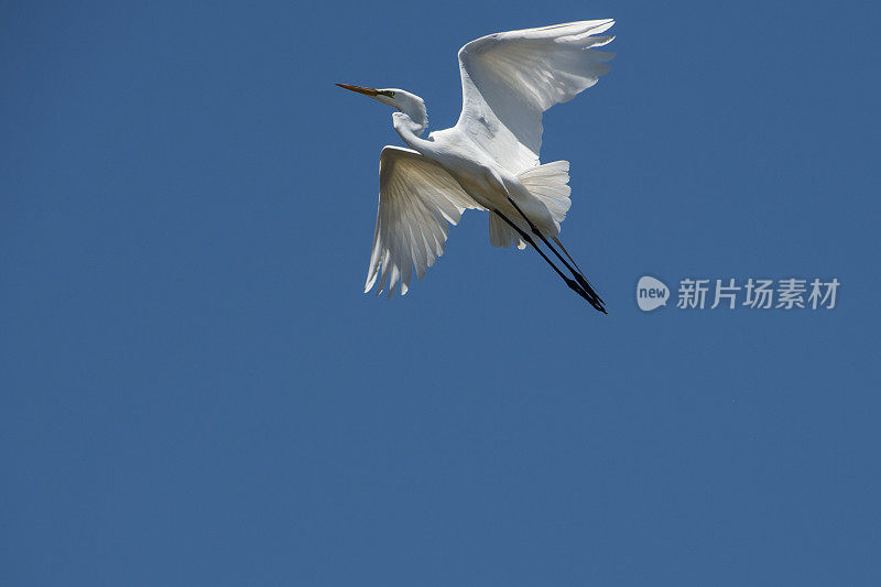 大白鹭在飞行中的埃尔霍恩沼泽靠近筑巢区