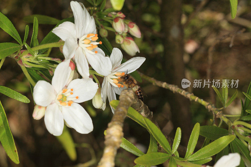 采集花粉