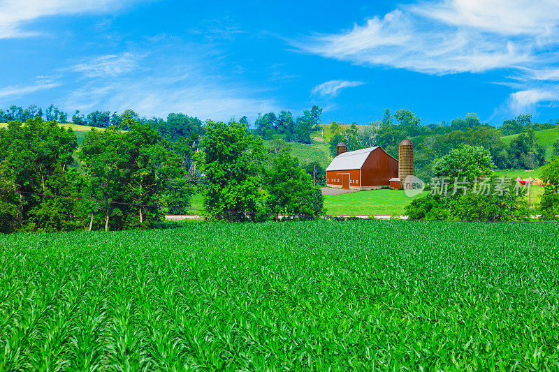 美国中西部农场，春季玉米和红色谷仓