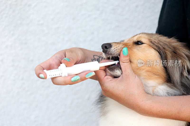 给设得兰牧羊犬吃虫糊