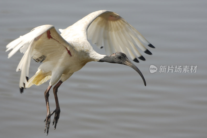 飞行宜必思