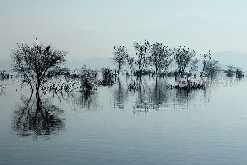 清晨湖面上树木和鸟儿的剪影
