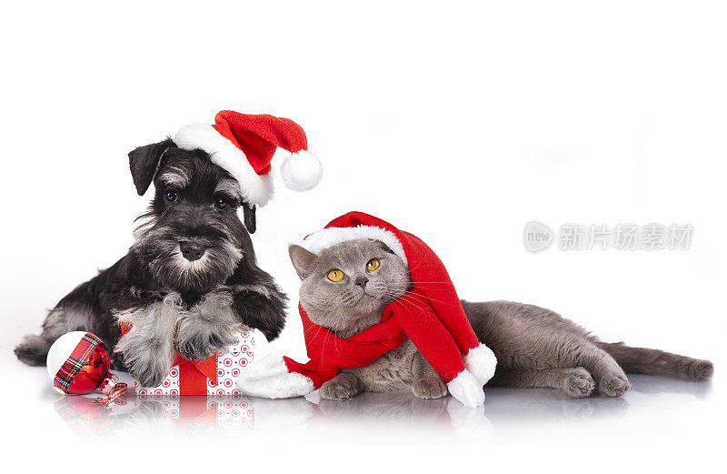 圣诞狗和猫