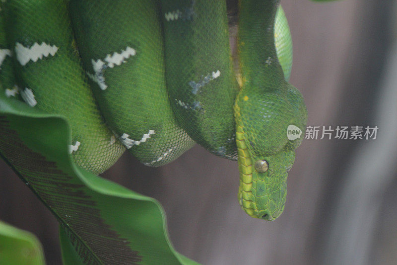 翠绿色的树蟒蛇在动物园