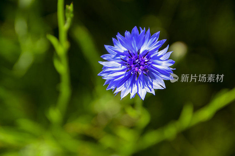 蓝色紫色的矢车菊在绿色的草地上，从上面看盛开，模糊的散景背景与复制空间