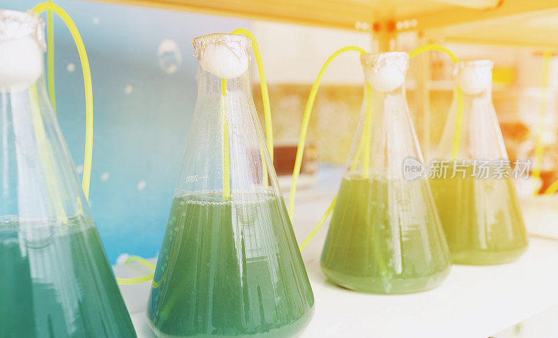 实验室玻璃器皿藻类研究过程在实验室室内，科学图形滤镜图像