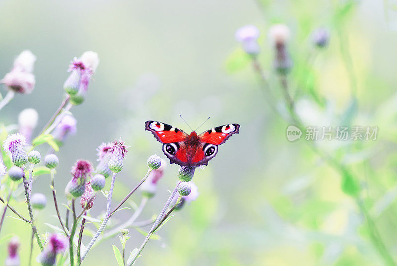 孔雀蝴蝶坐在夏日草地上尖尖的花朵上