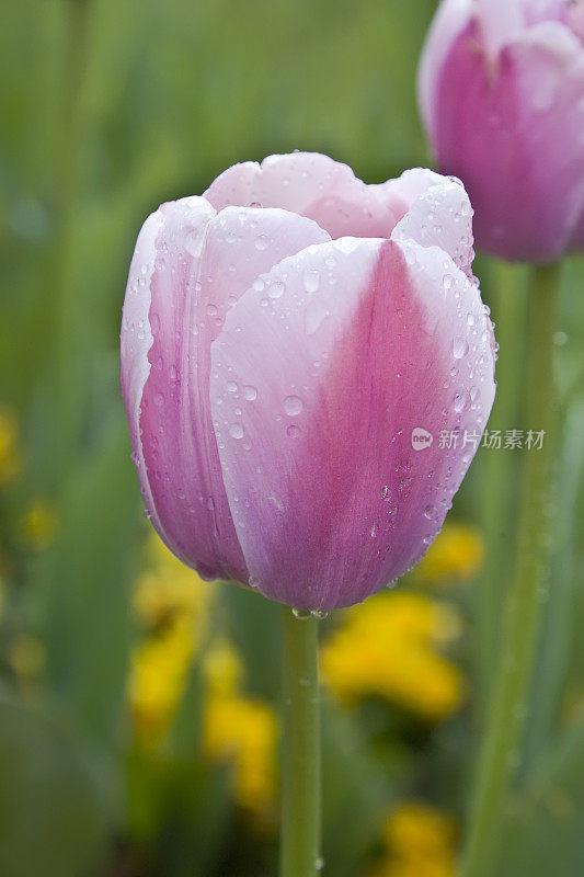 郁金香花有水滴