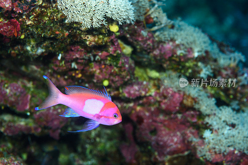 鱼在水族馆游泳的特写镜头