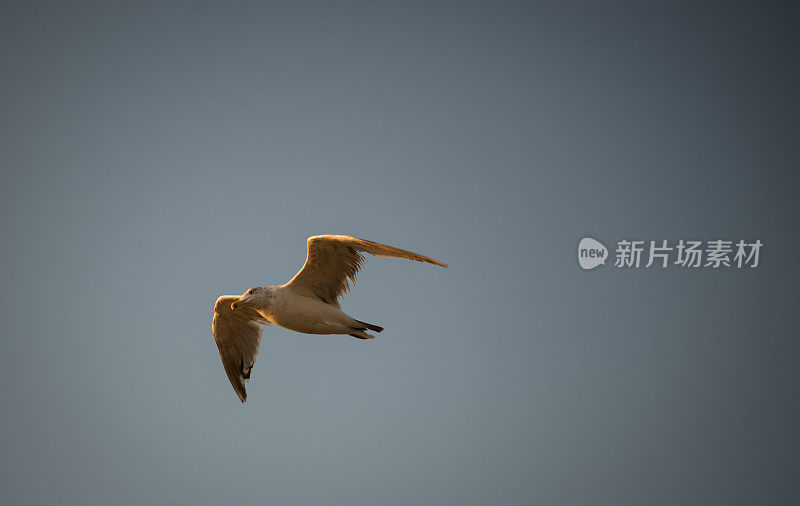 大海鸥在晴朗的天空中飞翔