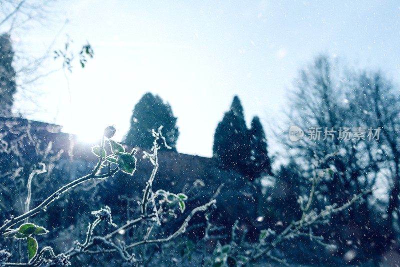 清晨的降雪