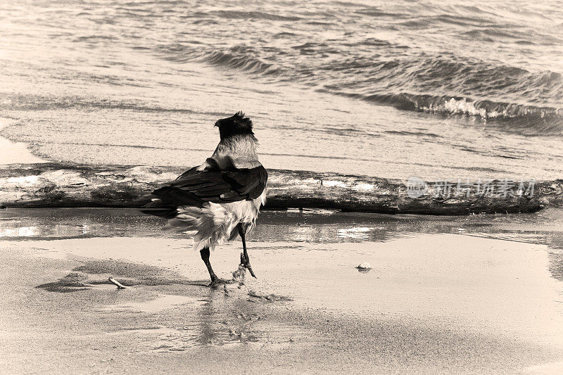海岸上的乌鸦