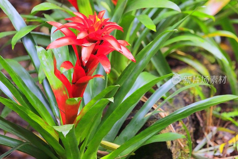 田园诗般的凤梨花头怒放，娇艳的植物-美丽的古斯曼尼亚景观-植物科:凤梨科-巴西亚马逊雨林和潘塔纳尔湿地的热带植物-巴西