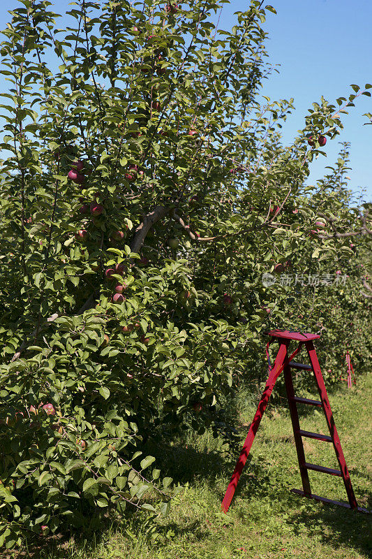 10月，加拿大魁北克，果园里的新鲜苹果。