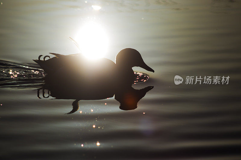黄昏时分，一只野鸭在池塘上漂浮