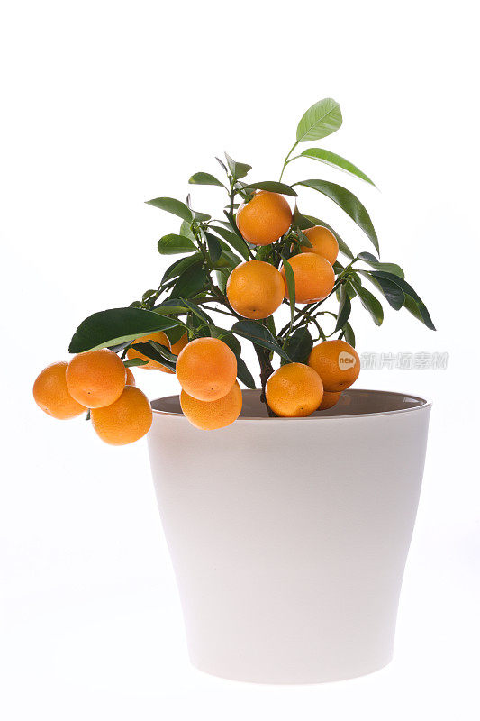 花盆里的橘子树。室内植物。