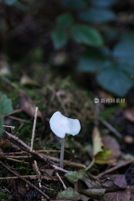 森林中脆弱的小蘑菇