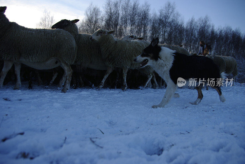 牧羊犬在行动