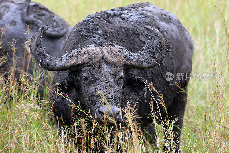 乌干达:长草中的泥污非洲水牛