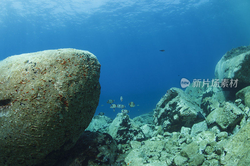 水下景观萨尔戈鱼学校海洋生命水肺潜水员的观点