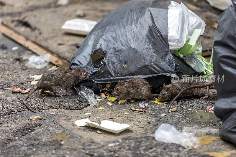 三只脏兮兮的老鼠挨个吃着碎片。垃圾袋在潮湿的地板上，气味很难闻。有选择性的重点。