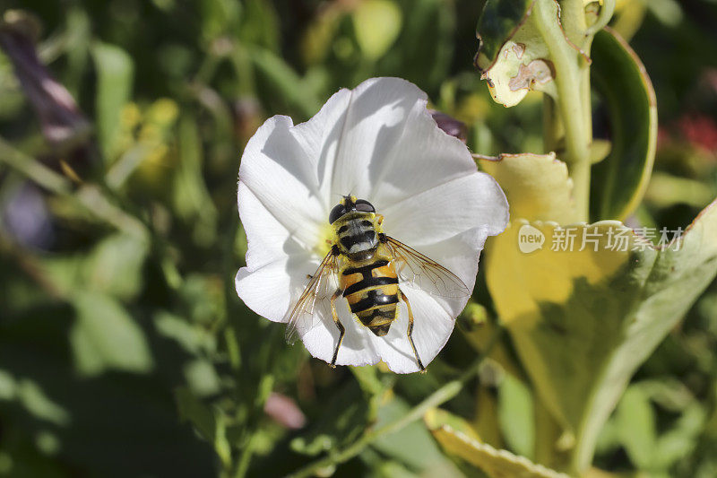 蝙蝠食蚜蝇接近白花