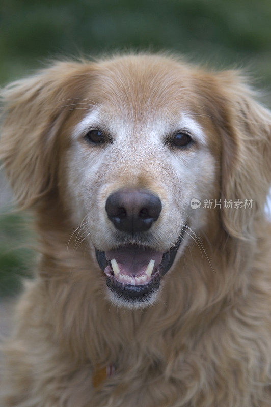 成年雄性金毛寻回犬