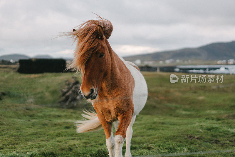 草地上的棕色冰岛马