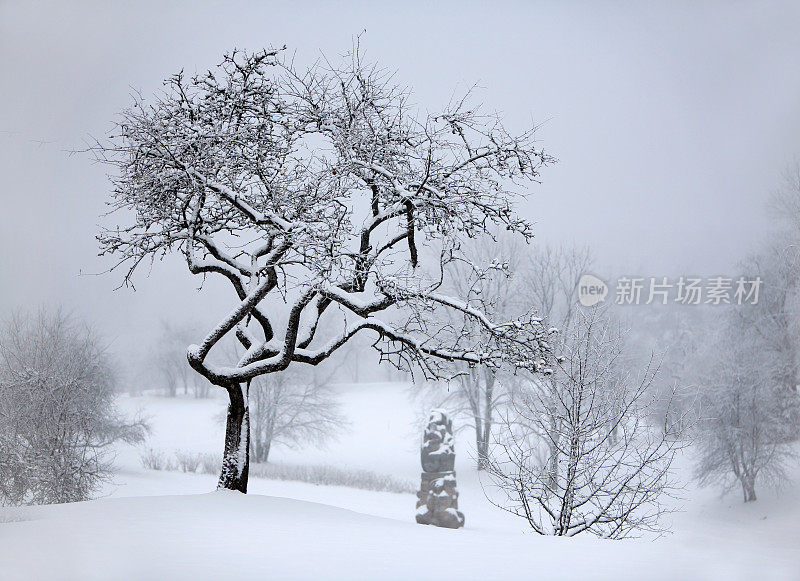 冬天的风景