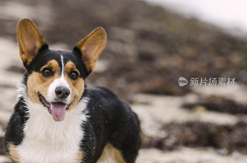 一只柯基犬在镜头前，特写镜头