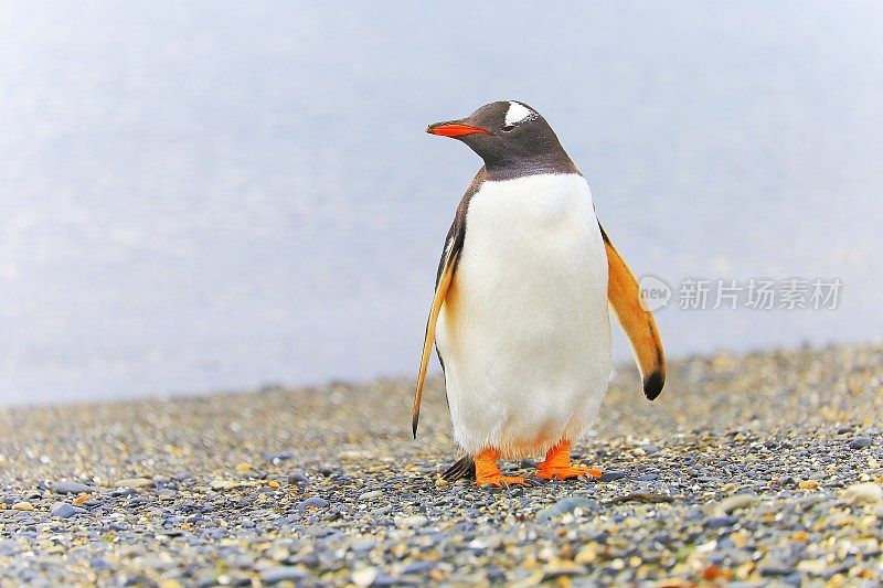 孤独——一只巴布亚企鹅站在阿根廷火地岛僻静的海滩上