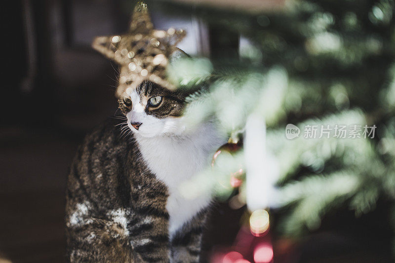 花斑猫在圣诞树旁