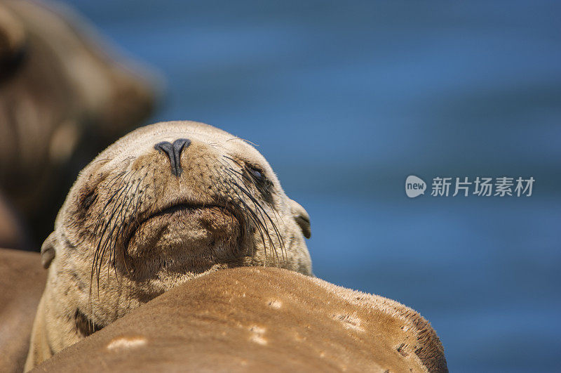 休养的野生海狮特写