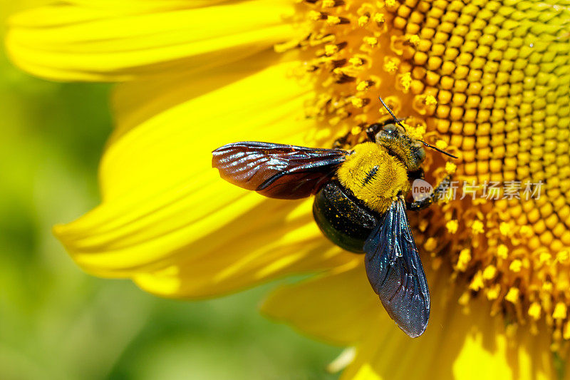 蜜蜂授粉向日葵种子的宏观视图