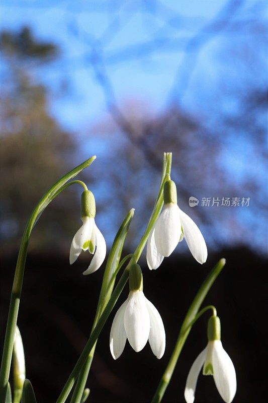 雪花莲在树林里