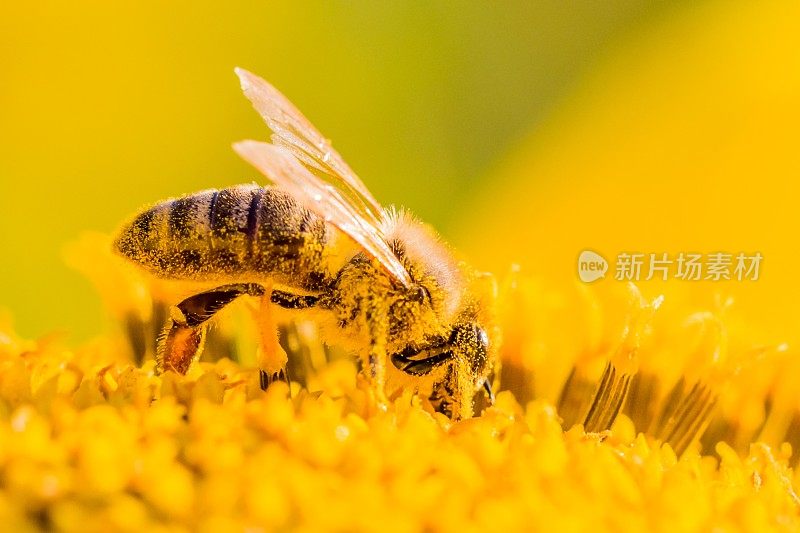 戴着黄色花粉的蜜蜂在花中采集花蜜