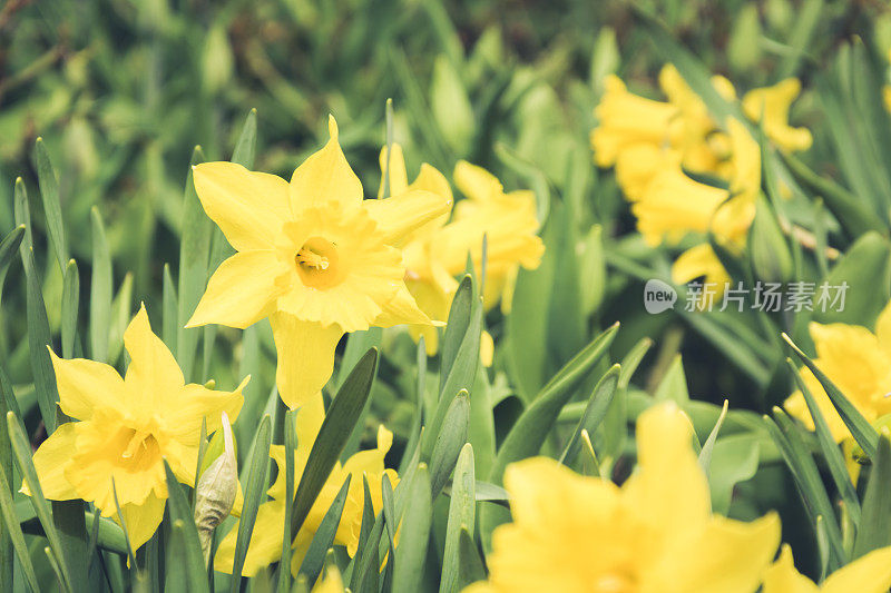 春天阳光明媚的日子里，花园里盛开着许多美丽的黄色水仙花。花卉图案。在户外。