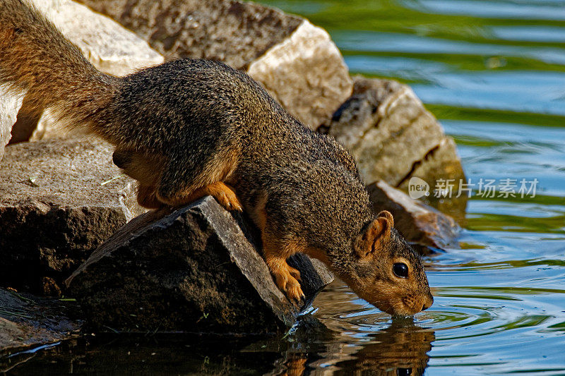 狐狸松鼠在喝水