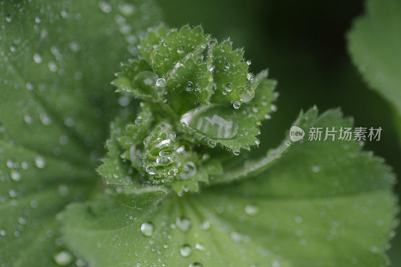 雨后女士的披风