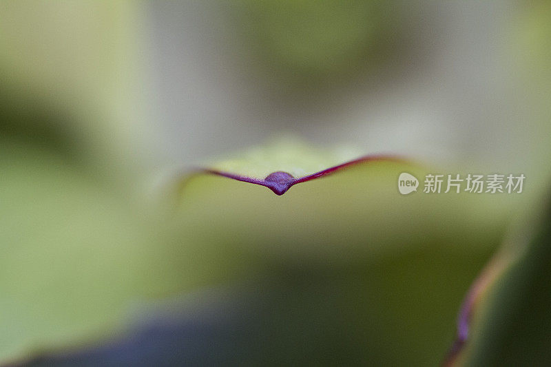 大而独特的花朵