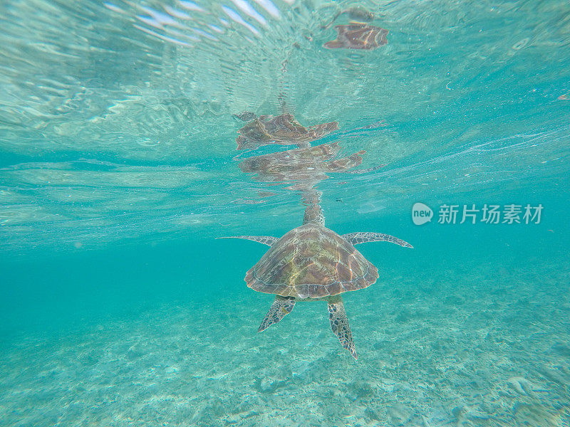 水下拍摄的绿海龟游泳